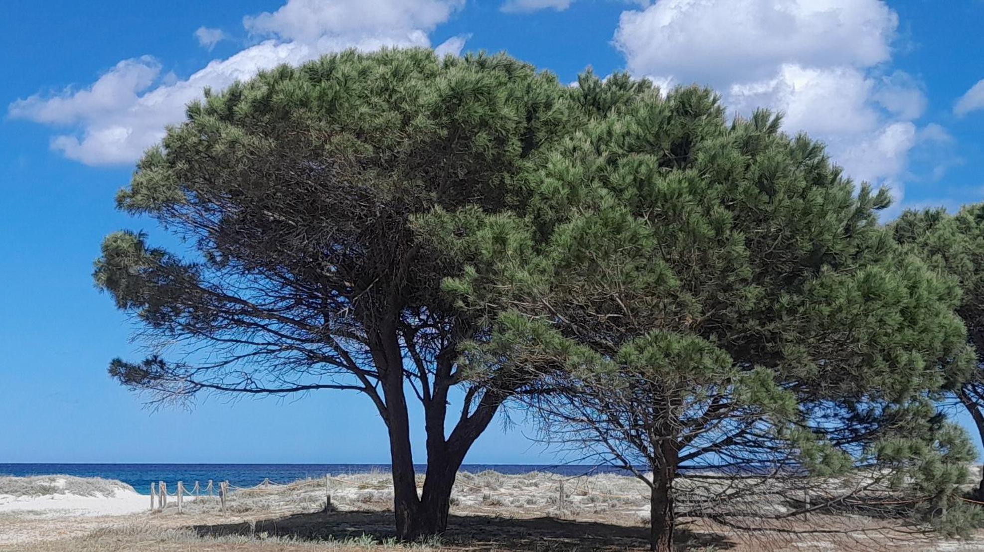Resort Abbaia Ba Будони Екстериор снимка